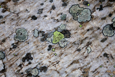 Moss on a Rock close up