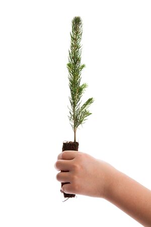 Pine Tree with white backgroundの写真素材