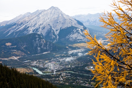 Larch Pine Needles Turned Gold in Oct. Banff National park. Alberta. Canada, Oct. 2011の写真素材