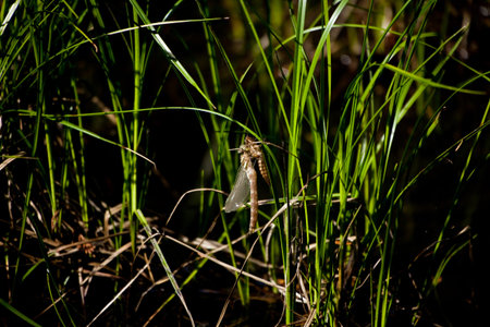 Larva of Dragonflyの写真素材