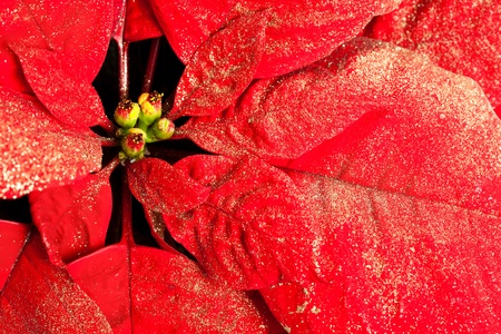 Poinsettia for Christmas Decoration
の写真素材