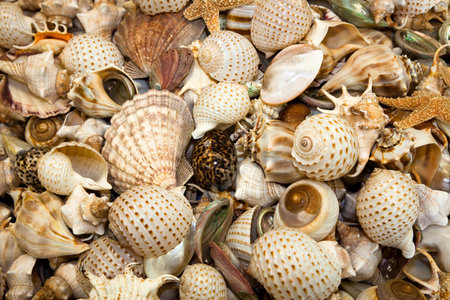 Seashells Collection for background use