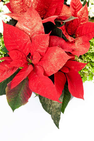 Poinsettia for Christmas Decoration
の写真素材