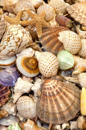 Seashells Collection for background useの写真素材