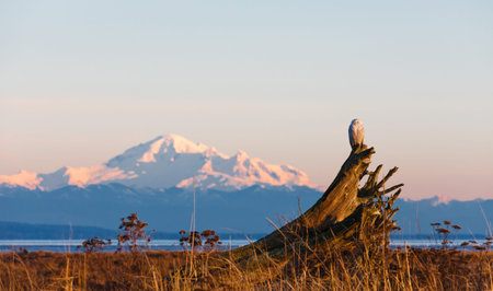 January 2012,  About 28 snowy owls near the foot of 72nd Street on Boundary Bay, Delta, BC, Canadaの写真素材
