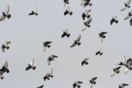Flying Pigeon for background useの写真素材