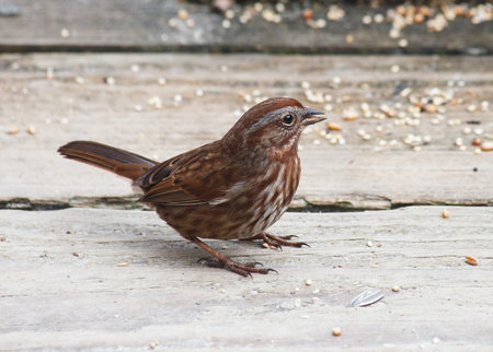 Song Sparrow close up shot