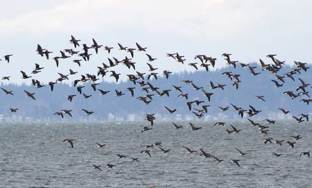 Flock Of Brants at coast of Delta BC, March 17, 2012の写真素材