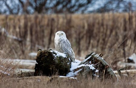 Snowy Owl, Feb. 2012, Boundary Bay, Delta, BC, Canadaの写真素材