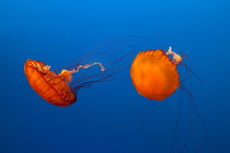 jellyfish with blue ocean waterの写真素材