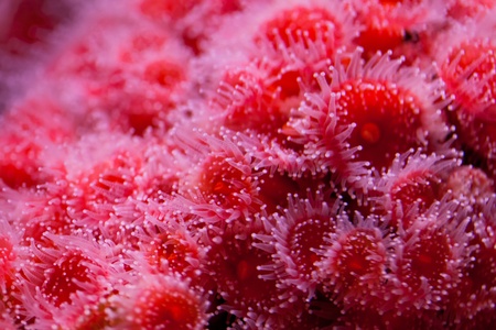 Red sea anemone close upの写真素材