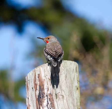 northern flicker close up shot
 の写真素材