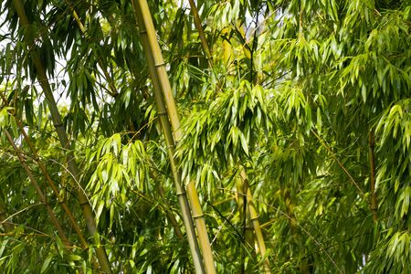 Green Bamboo for backgroundの写真素材