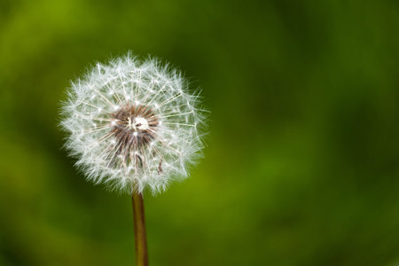 Dandelion with green background