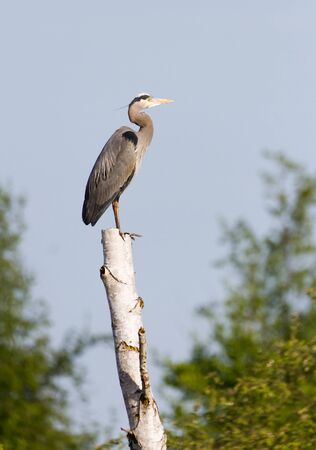 Great Blue Heron and tree trunkの写真素材