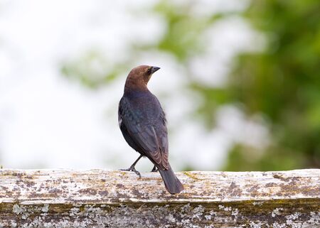 Brown headed Cowbird with green backgroundの写真素材