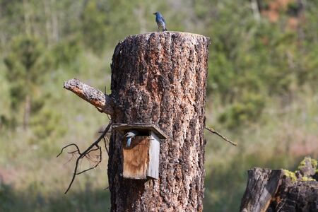 Mountain Bluebird and Birdhouse close upの写真素材