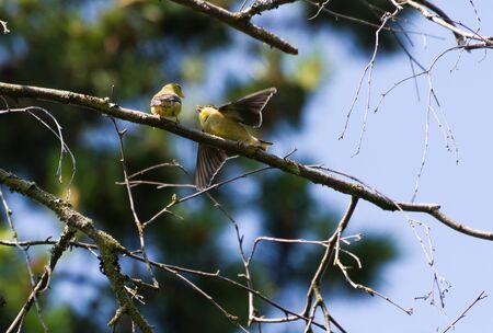 Gold Finch feed  juvenile bird on tree branchの写真素材