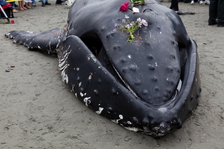 Juvenile Humpback whale washes ashore and died in White Rock BC Canada, June 12, 2012の写真素材