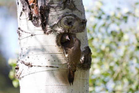 Northern Flicker and nest close upの写真素材