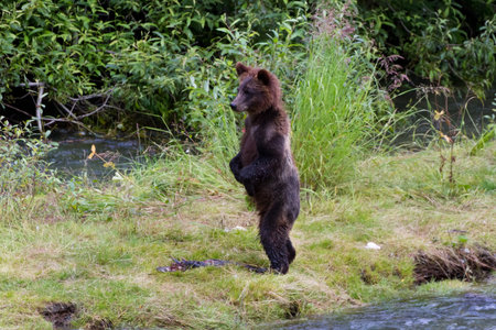 grizzly Bear Cub Catching Salmon at hyder Alaska