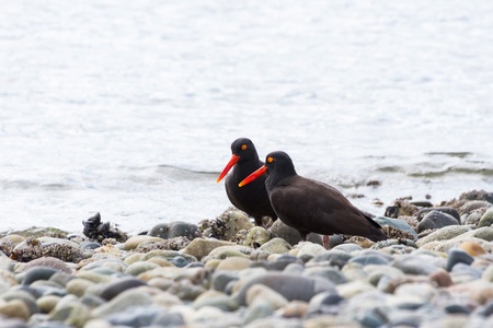 Black Oystercatcher on BC Canadaの写真素材