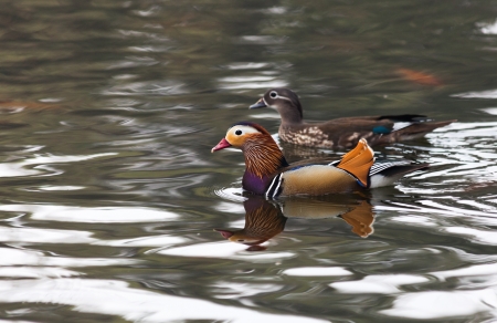 Mandarin Duck close up shot
の写真素材