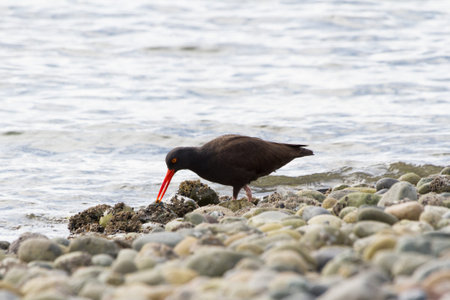 Black Oystercatcher on BC Canada