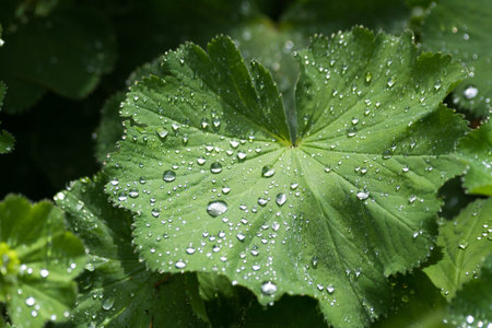 Green leaf and rain drops for background