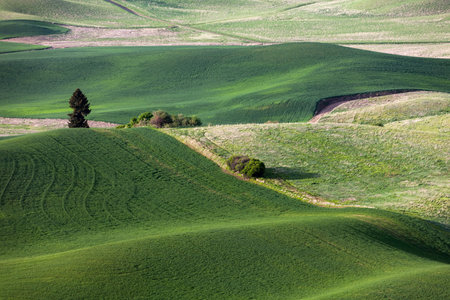 rolling hill and Farm Land, green wheat fields