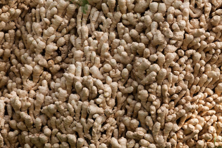 Ginger, Vegetable Backgroundの写真素材