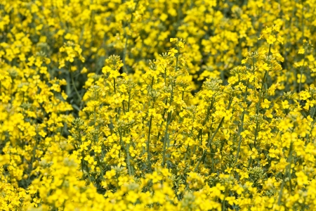 Yellow Canola Flower for background useの写真素材
