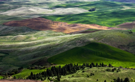 rolling hill and Farm Land, green wheat fieldsの写真素材