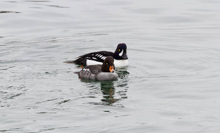 Common Goldeneye, male and femaleの写真素材