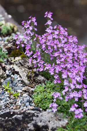 pink flower and rock,  saxifrage and erinus alpinusの写真素材