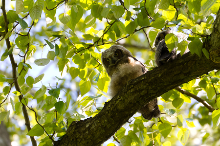 Young Great Horned Owl, Delta BC Canada May 2012 の写真素材