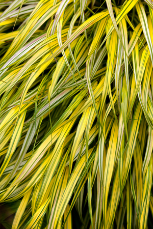 golden variegated hakone grass for backgroundの写真素材
