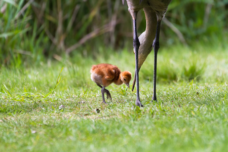 sandhill crane and 7 days old baby chickの写真素材