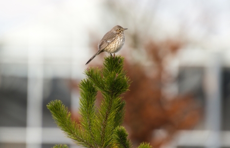 Sage Thrasher at Delta BC Canada 2012の写真素材