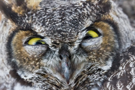 Great Horned Owl, BC Canadaの写真素材