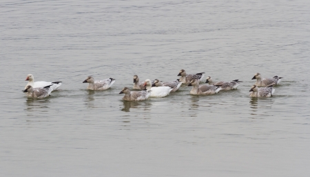 Snow Goose, migratory birdの写真素材