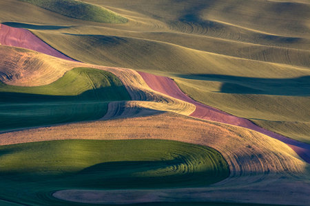 rolling hill and Farm Land, green wheat fields