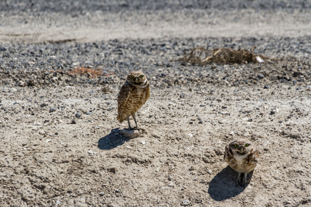 Burrowing Owl, Bird of Preyの写真素材