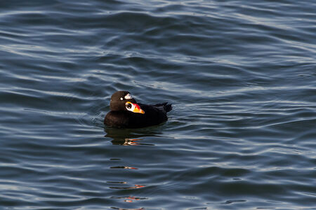 Surf Scoter water bird in bc canadaの写真素材
