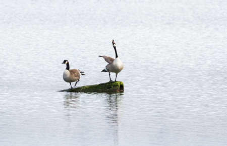 Canada goose standing on a log singing