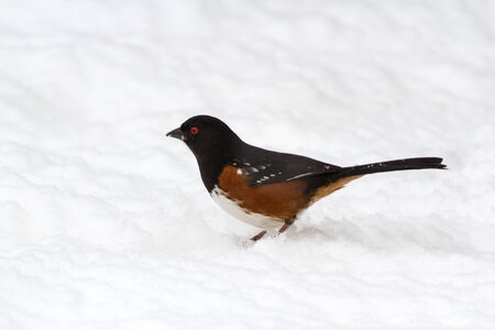 Spotted Towhee close up shotの写真素材