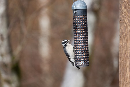 Female Downy Woodpecker and feederの写真素材