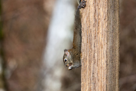 fox Squirrel