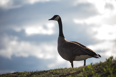 Canada goose standing on grass landの写真素材