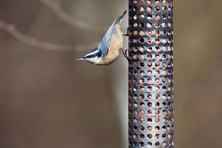 Red Breasted Nuthatch and feederの写真素材